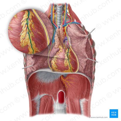 Anterior interventricular artery (Arteria interventricularis anterior); Image: Yousun Koh