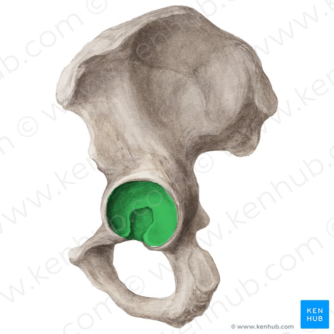 Acetabulum ossis coxae (Hüftpfanne); Bild: Liene Znotina