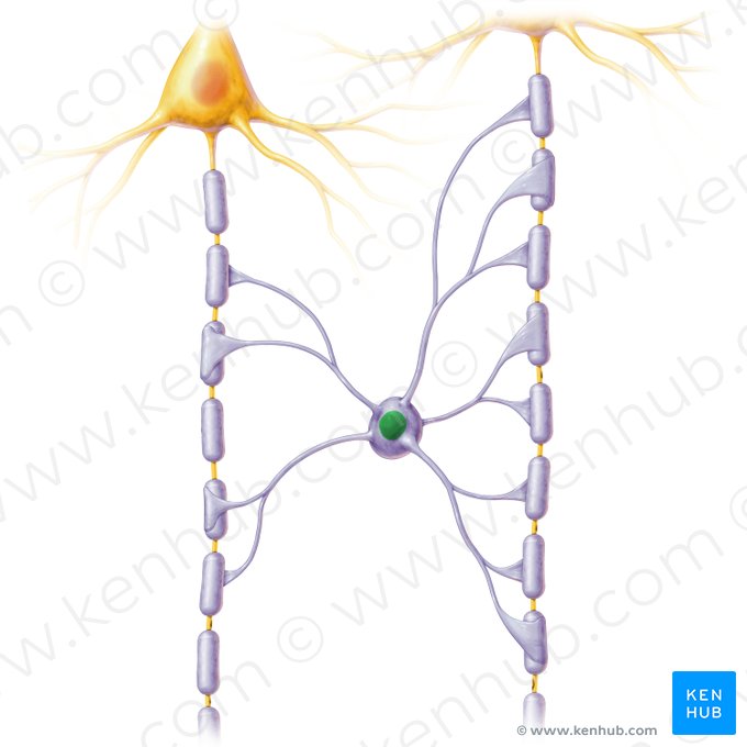 Nucleus of oligodendrocyte (Nucleus oligodendrocyti); Image: Paul Kim