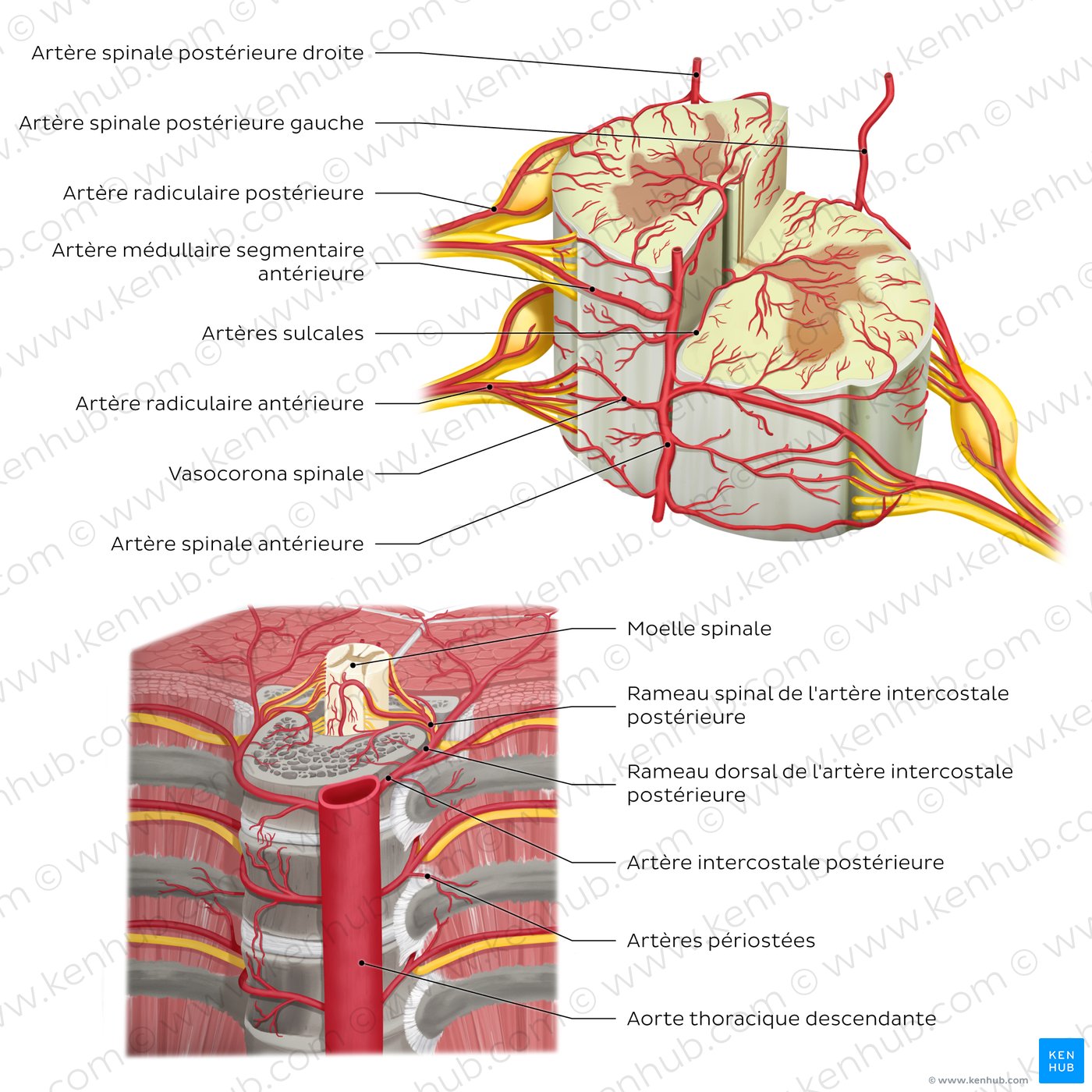 Arteries of the spinal cord