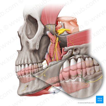 Ramos linguais do nervo lingual (Rami linguales nervi lingualis); Imagem: Paul Kim