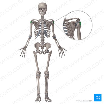 Greater tubercle of humerus (Tuberculum majus humeri); Image: Irina Münstermann