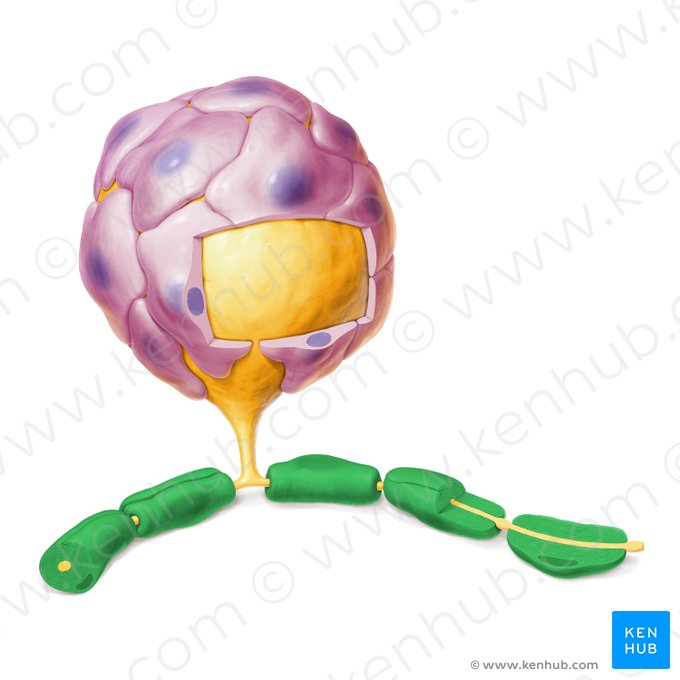 Myelin sheath (Stratum myelini); Image: Paul Kim