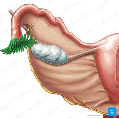 Fimbriae tubae uterinae (Fimbrien des Eileiters); Bild: Samantha Zimmerman