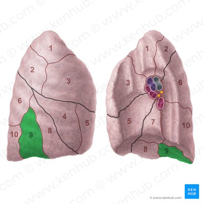 Lateral basal segment of right lung (Segmentum basale laterale pulmonis dextri); Image: Paul Kim