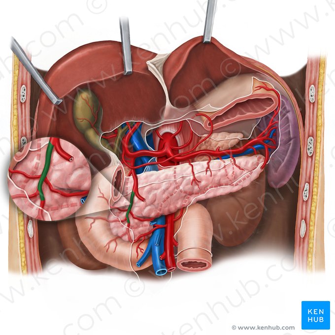 Anterior superior pancreaticoduodenal artery (Arteria pancreaticoduodenalis superior anterior); Image: Esther Gollan