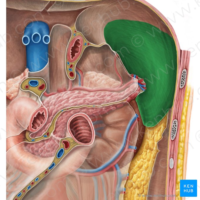 Splenic recess (Recessus splenicus); Image: Irina Münstermann