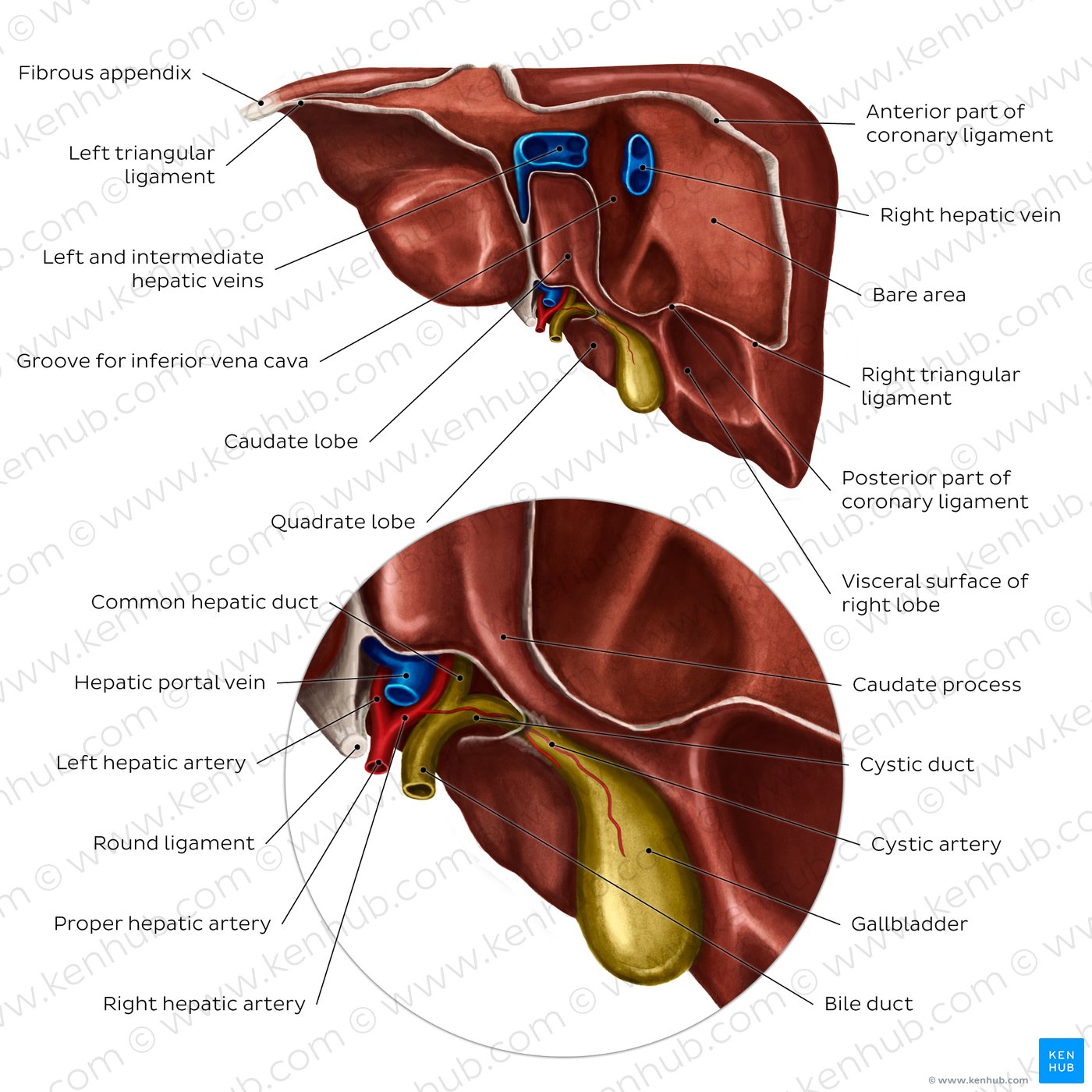 Posterior view of the liver