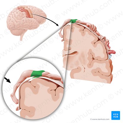 Corteza motora del tronco (Cortex motorius trunci); Imagen: Paul Kim