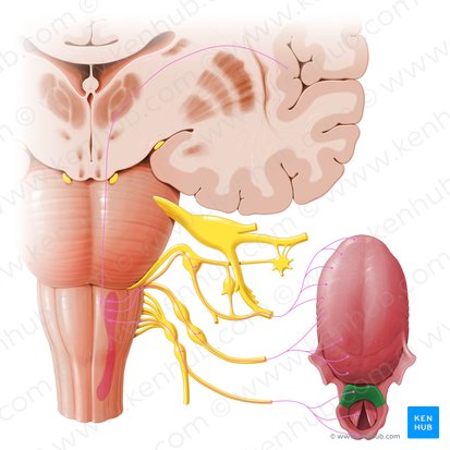 Epiglottis; Image: Paul Kim