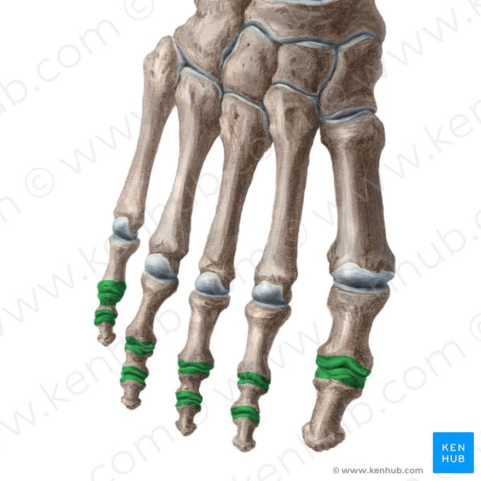 Interphalangeal joints of foot (Articulationes interphalangeae pedis); Image: Liene Znotina