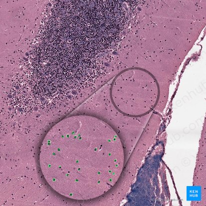 Neuron cobiforme cerebelli (Korbzelle des Kleinhirns); Bild: 