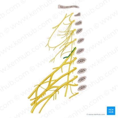 Dorsal scapular nerve (Nervus dorsalis scapulae); Image: Begoña Rodriguez