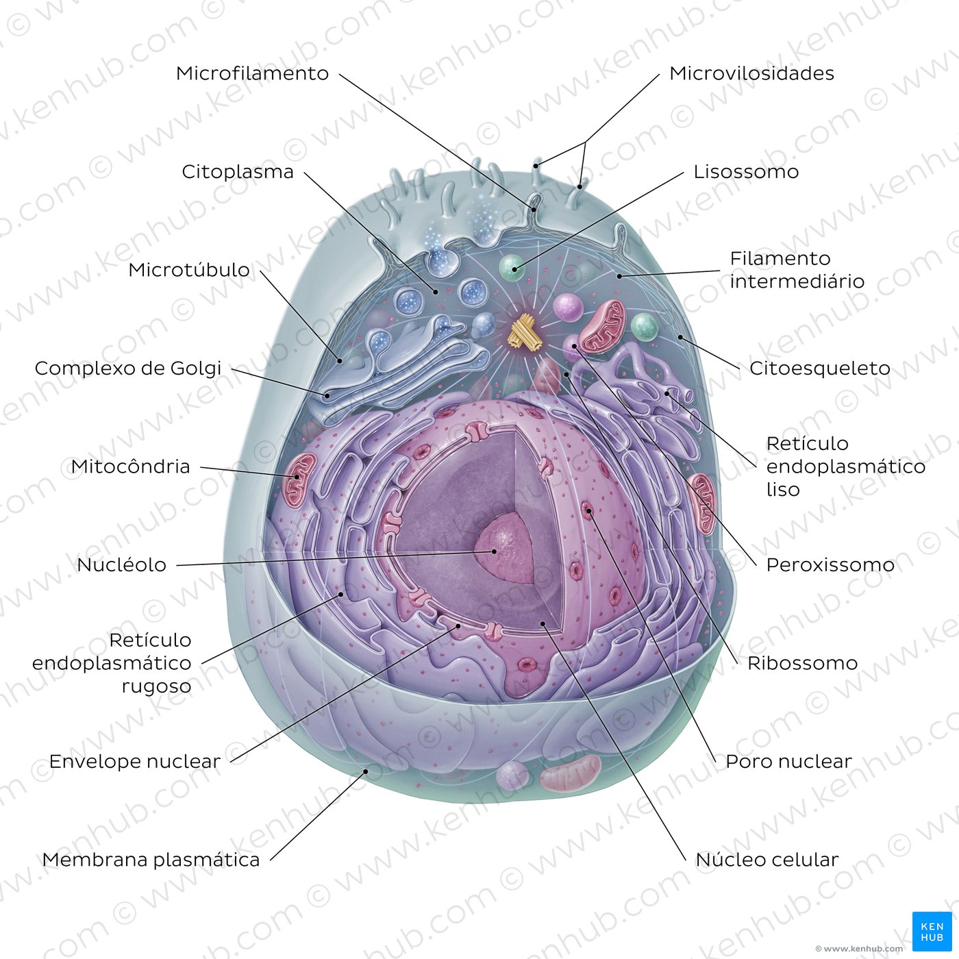Eukaryotic cell