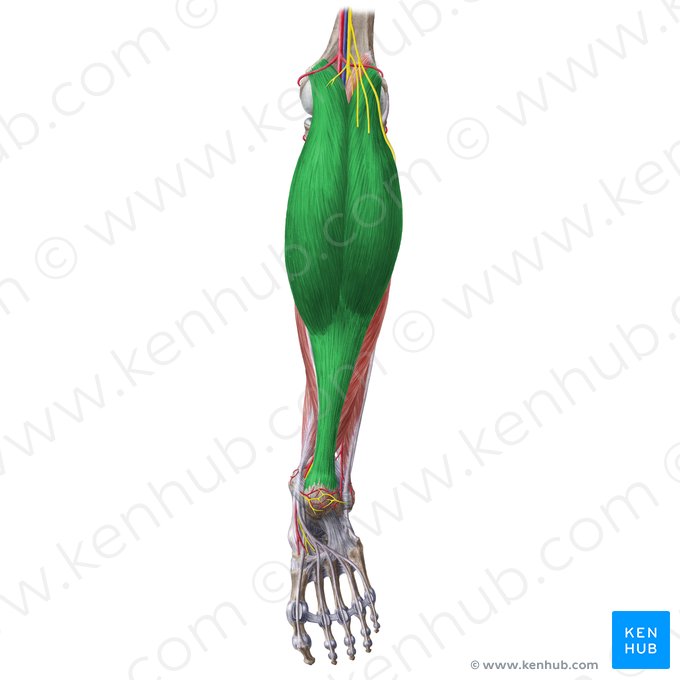 Gastrocnemius muscle (Musculus gastrocnemius); Image: Liene Znotina