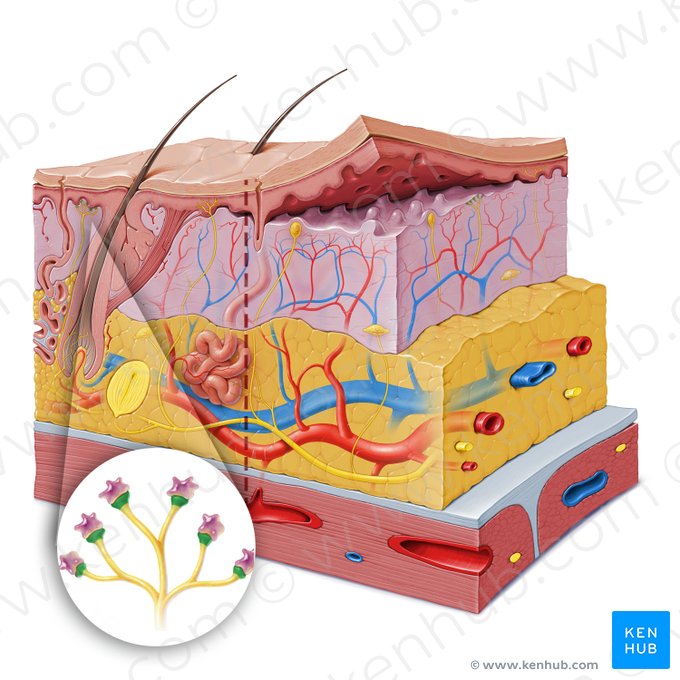 Disco de Merkel (Meniscus tactilis); Imagen: Paul Kim