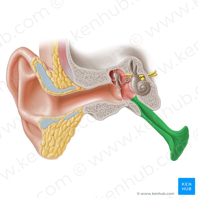 Auditory tube (Tuba auditiva); Image: Paul Kim