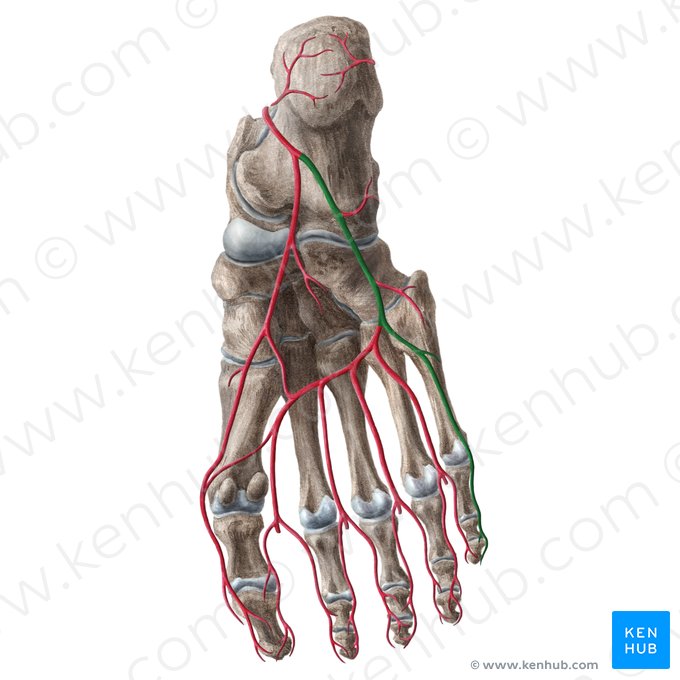 Lateral plantar artery (Arteria plantaris lateralis); Image: Liene Znotina