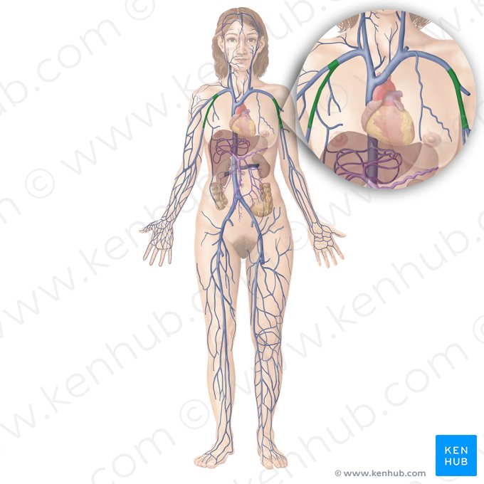 Axillary vein (Vena axillaris); Image: Begoña Rodriguez