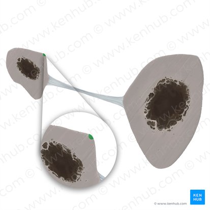 Medial border of fibula (Margo medialis fibulae); Image: Tal Bavli Ziv