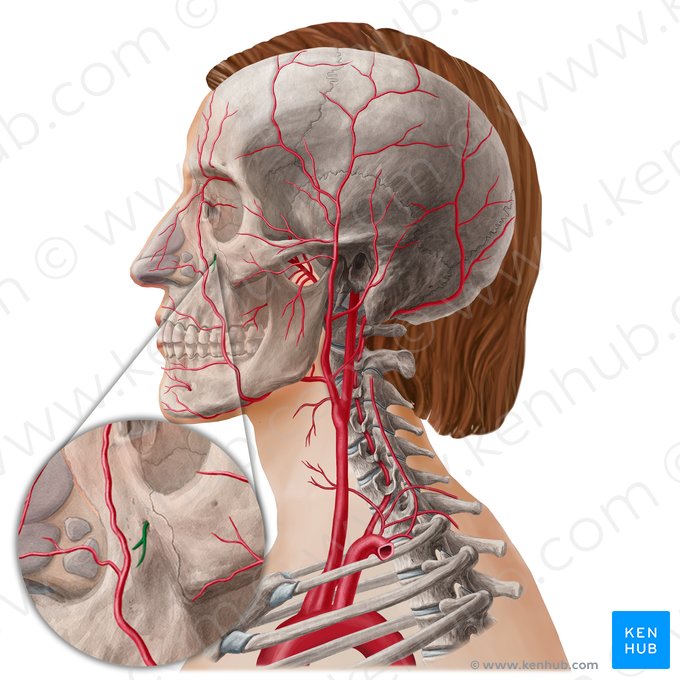 Infraorbital artery (Arteria infraorbitalis); Image: Yousun Koh