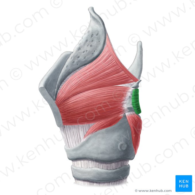 Músculo aritenóideo transverso (Musculus arytenoideus transversus); Imagem: Yousun Koh