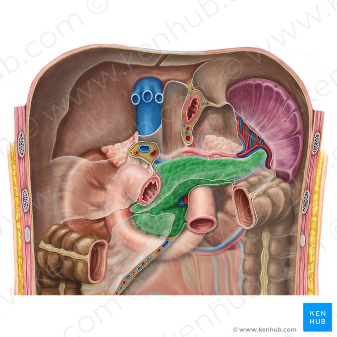 Pancreas; Image: Irina Münstermann