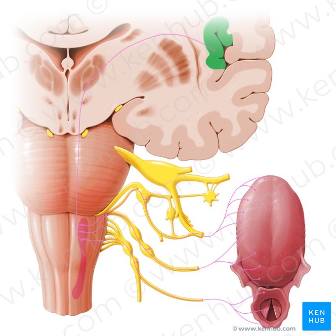 Cortex gustatorius (Gustatorischer Kortex); Bild: Paul Kim