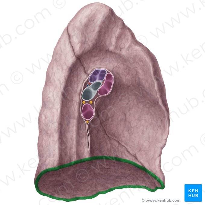 Margo inferior pulmonis sinistri (Unterrand der linken Lunge); Bild: Yousun Koh