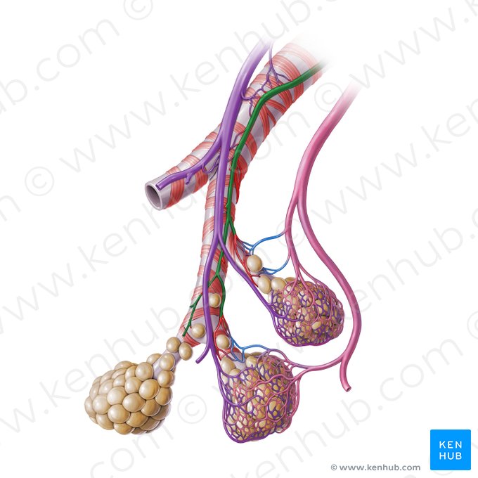 Artéria brônquica (Arteria bronchialis); Imagem: Paul Kim