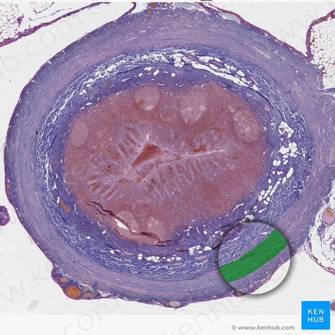 Stratum circulare internum tunicae muscularis (Innere Ringmuskelschicht); Bild: 