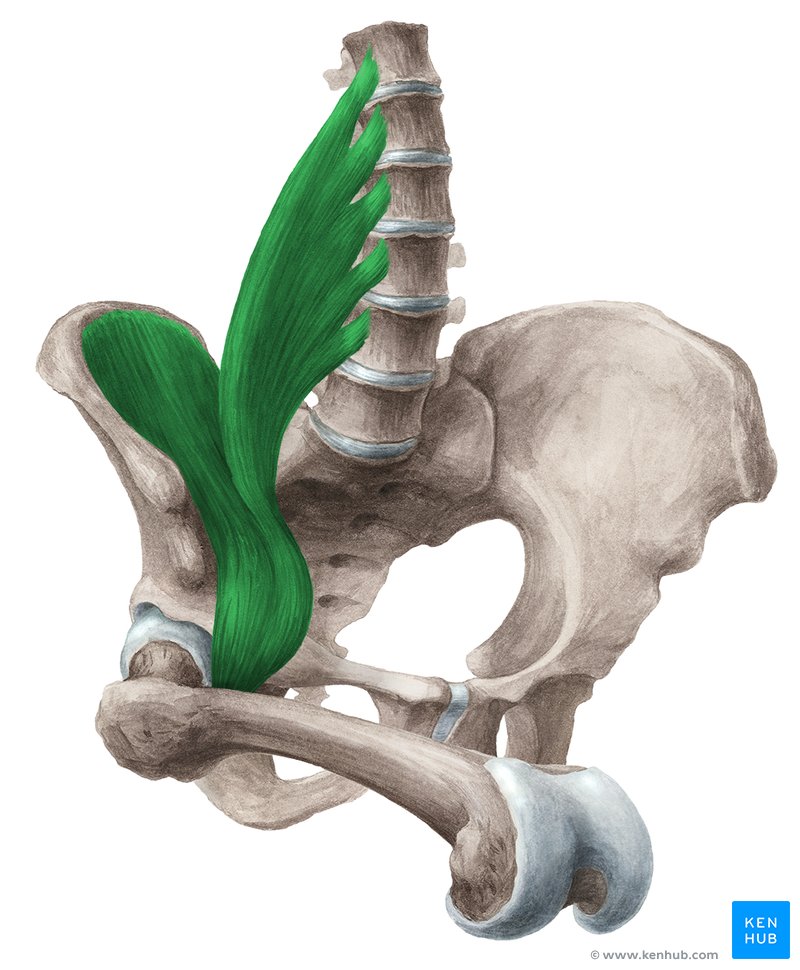 Contraction of the iliopsoas muscle