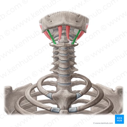 Stylohyoid muscle (Musculus stylohyoideus); Image: Yousun Koh