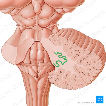 Nucleus dentatus (Zahnkern); Bild: Paul Kim