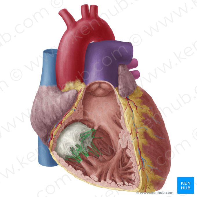 Tendinous cords of right atrioventricular valve (Chordae tendineae valvae atrioventricularis dextrae); Image: Yousun Koh