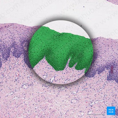 Epitelio escamoso estratificado no queratinizado (Epithelium stratificatum squamosum non cornificatum); Imagen: 