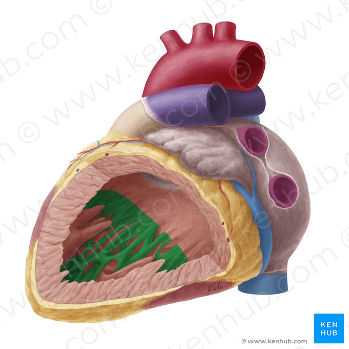 Trabeculae carneae of left ventricle (Trabeculae carneae ventriculi sinistri); Image: Yousun Koh
