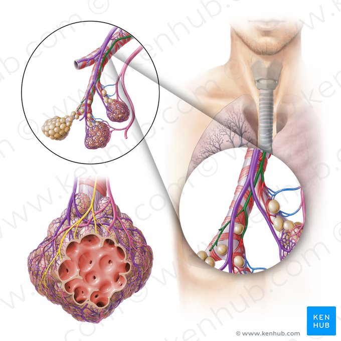 Bronchial artery (Arteria bronchialis); Image: Paul Kim