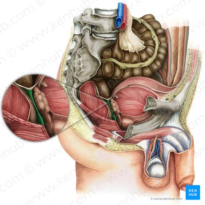 Septum rectovesicale (Mastdarm-Harnblasen-Septum); Bild: Irina Münstermann