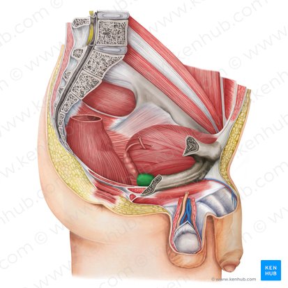 Prostate (Prostata); Image: Irina Münstermann