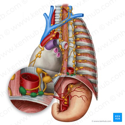 Superior diaphragmatic lymph nodes (Nodi lymphoidei phrenici superiores); Image: Irina Münstermann
