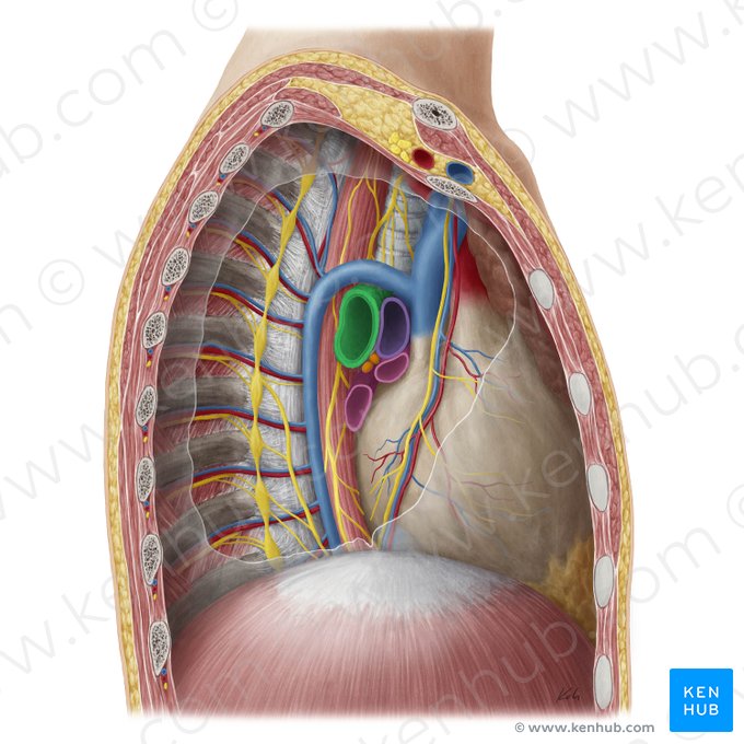 Right main bronchus (Bronchus principalis dexter); Image: Yousun Koh