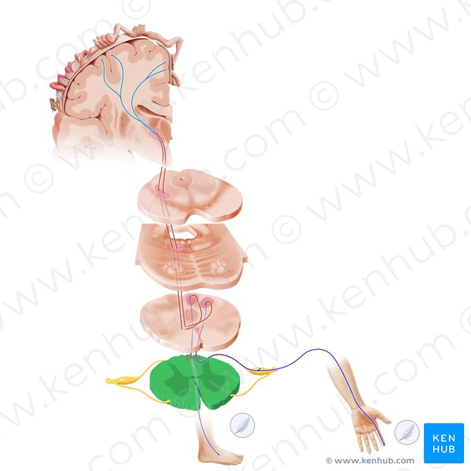 Pars cervicalis medullae spinalis (Halsteil des Rückenmarks); Bild: Paul Kim