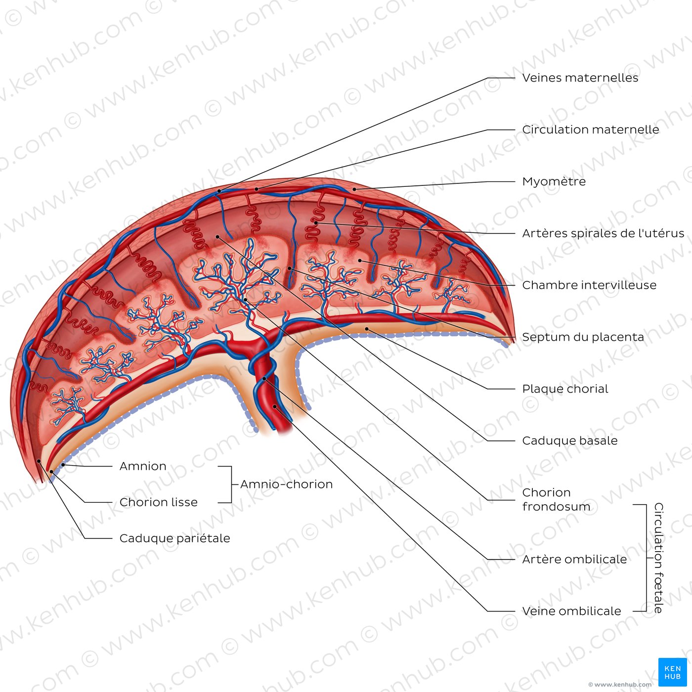 Placenta