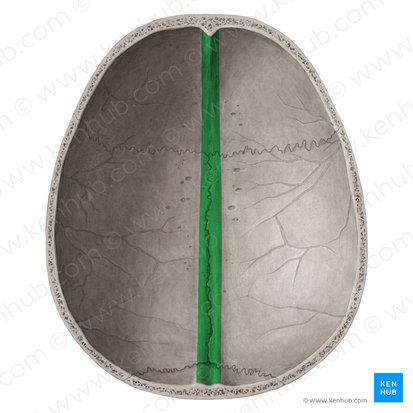 Sulcus sinus sagittalis superioris (Furche des oberen Pfeilblutleiters); Bild: Yousun Koh