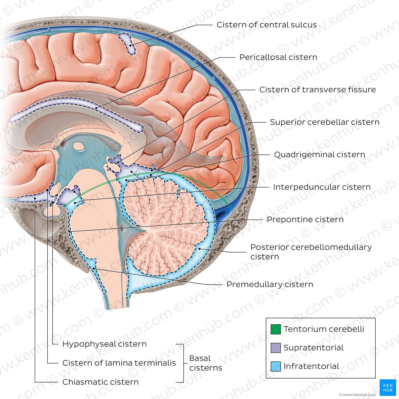 Subarachnoid cisterns of the brain (Sagittal)