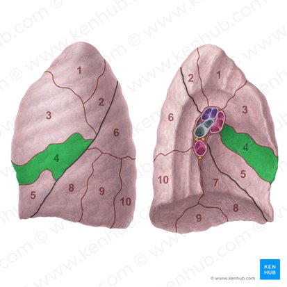 Superior lingular segment of left lung (Segmentum lingulare superius pulmonis sinistri); Image: Paul Kim