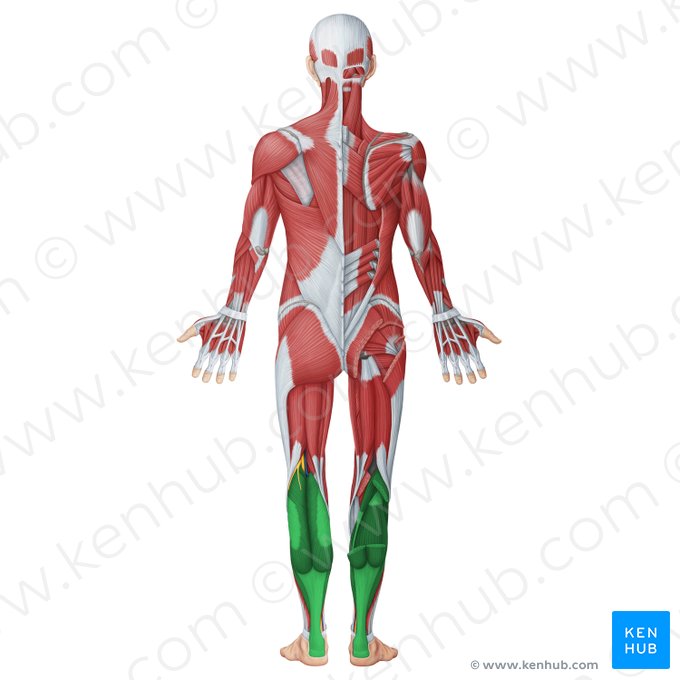 Posterior muscles of leg (Musculi posteriores cruris); Image: Irina Münstermann