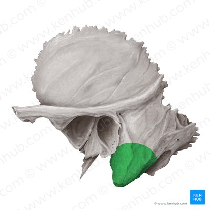 Mastoid process of temporal bone (Processus mastoideus ossis temporalis); Image: Samantha Zimmerman