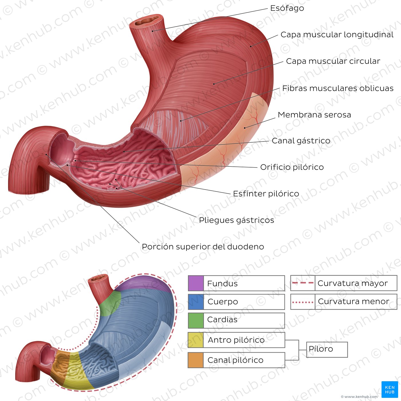 Anatomy of the stomach (anterior view)